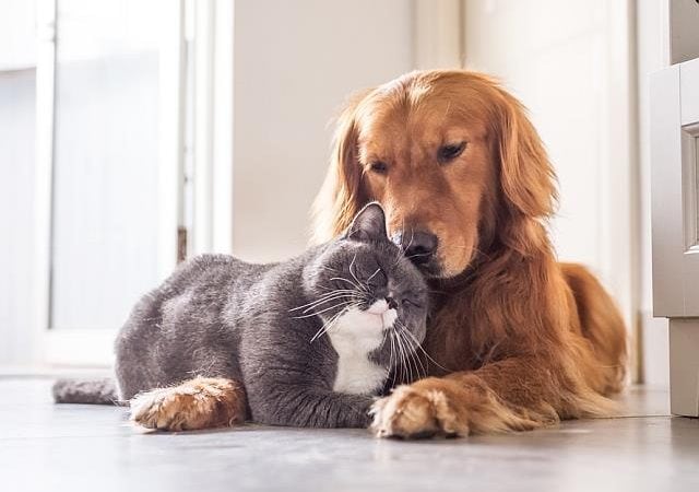 Not to Chain Your Dog